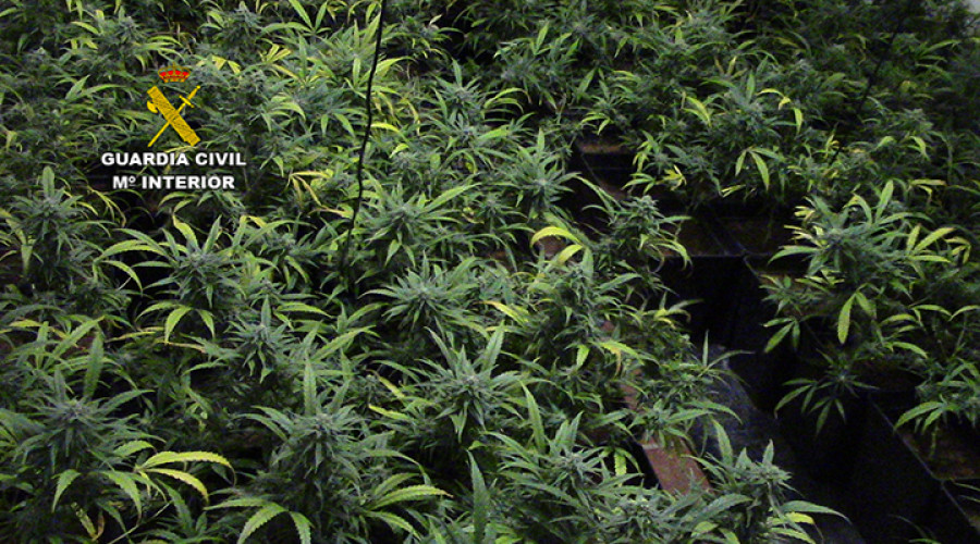 Desmantelan dos plantaciones de marihuana en Layos